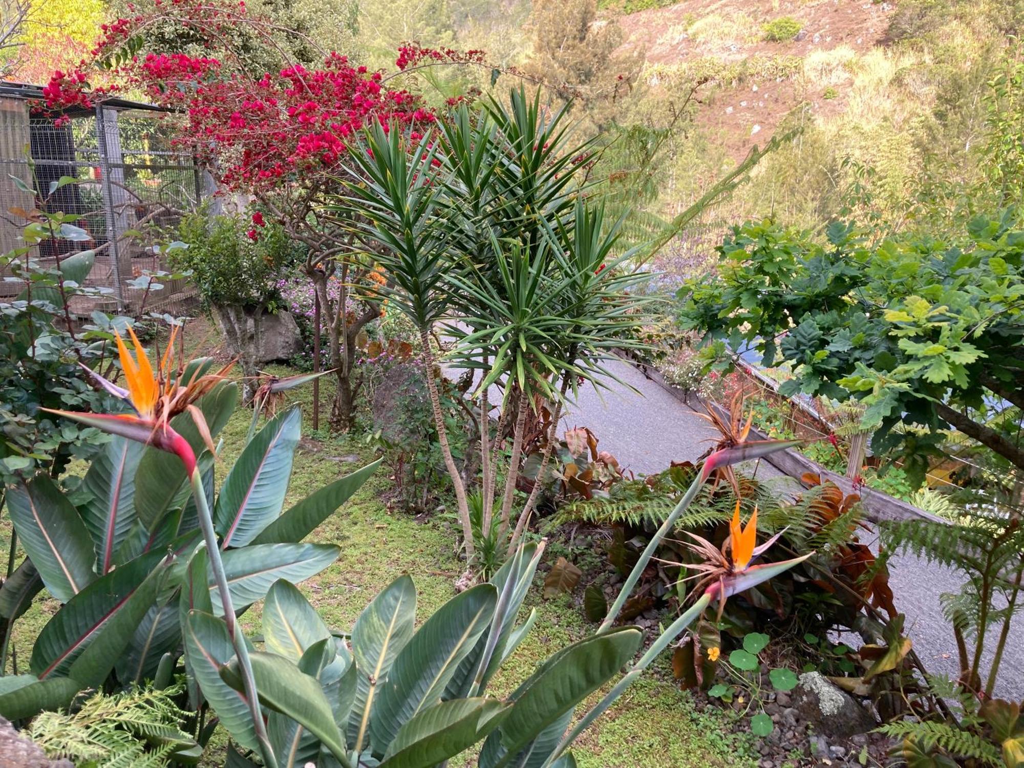 Les Begonias Villa Cilaos Eksteriør billede
